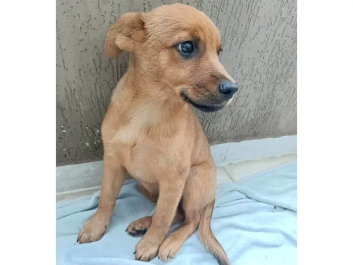 Cachorro ra a SRD-ViraLata idade 2 a 6 meses nome Mogli