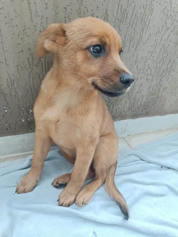 Cachorro ra a SRD-ViraLata idade 2 a 6 meses nome Bernadete 