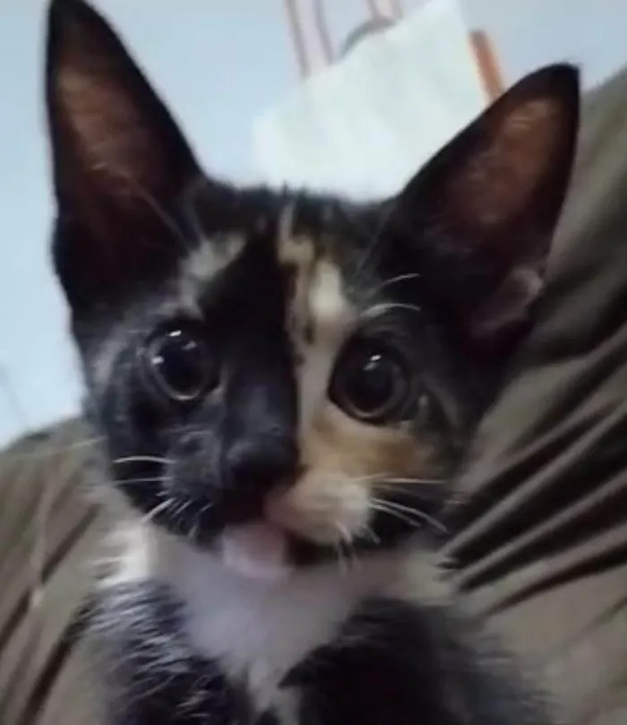 Gato ra a SRD-ViraLata idade 2 a 6 meses nome Eclipse lunar 