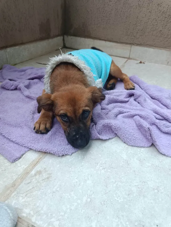 Cachorro ra a SRD-ViraLata idade 2 a 6 meses nome Bernadete 