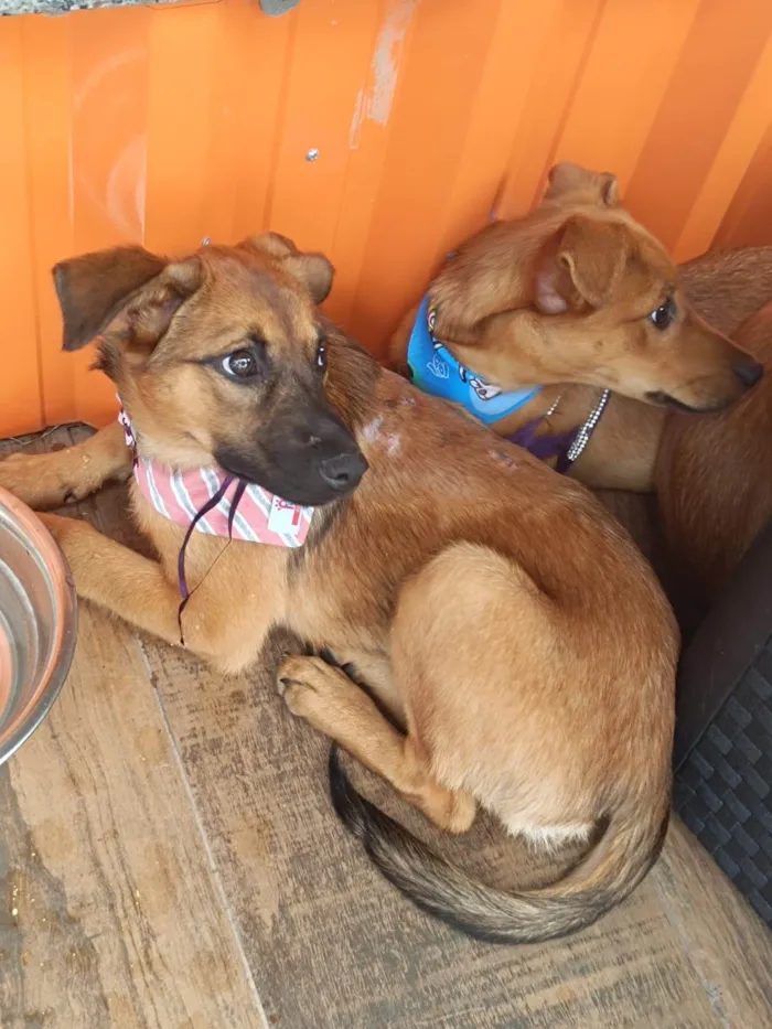 Cachorro ra a SRD-ViraLata idade 2 a 6 meses nome Bernadete 
