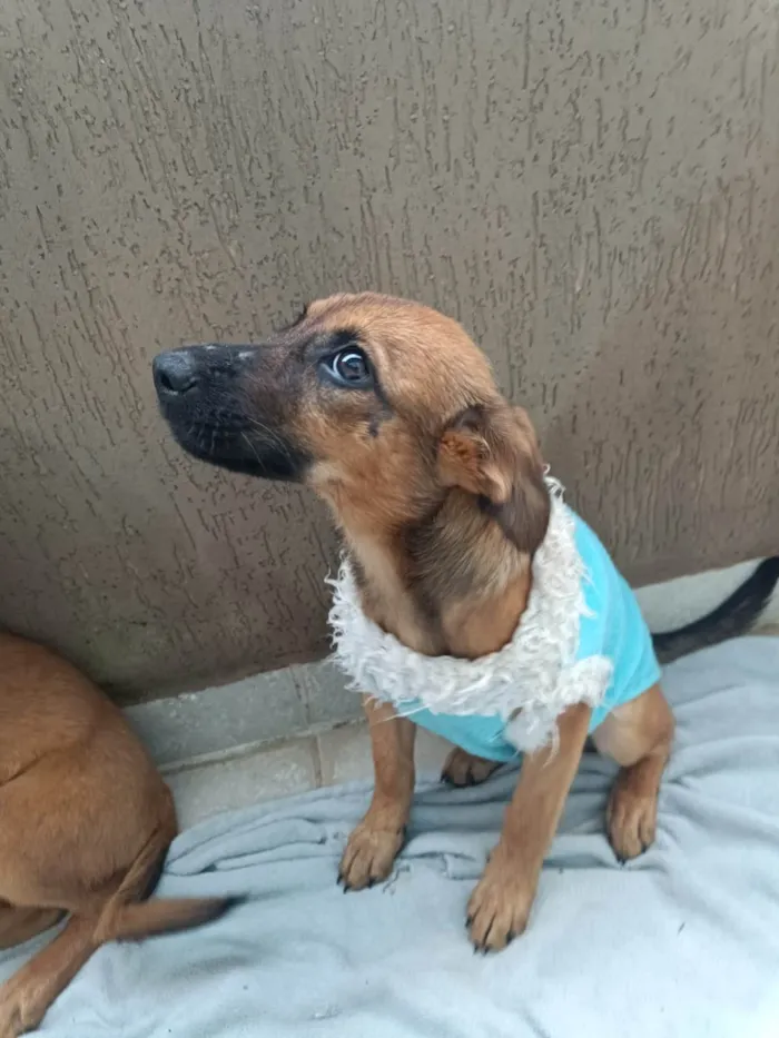 Cachorro ra a SRD-ViraLata idade 2 a 6 meses nome Bernadete 