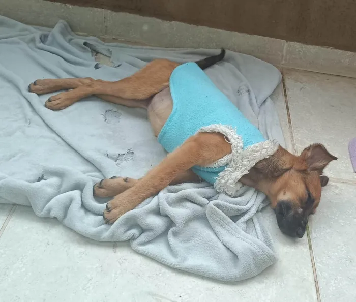 Cachorro ra a SRD-ViraLata idade 2 a 6 meses nome Bernadete 