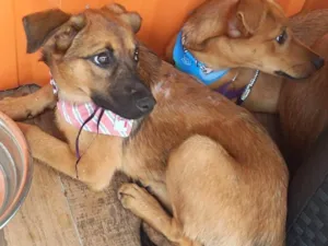 Cachorro raça SRD-ViraLata idade 2 a 6 meses nome Bernadete 