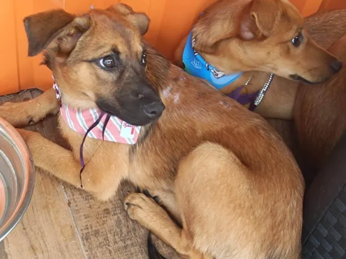 Cachorro ra a SRD-ViraLata idade 2 a 6 meses nome Bernadete 
