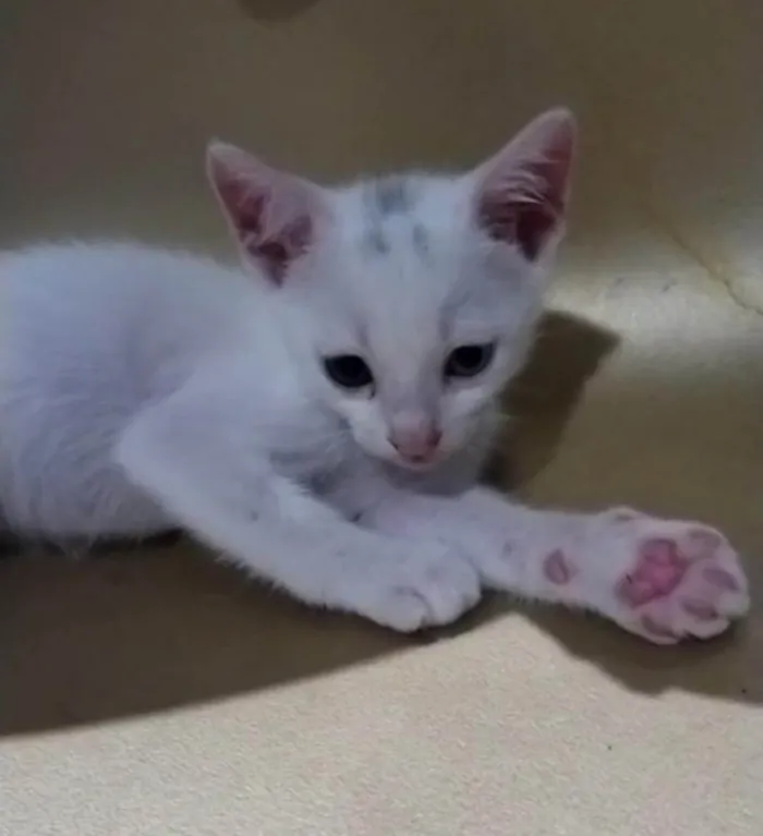 Gato ra a SRD-ViraLata idade 2 a 6 meses nome Romeu 