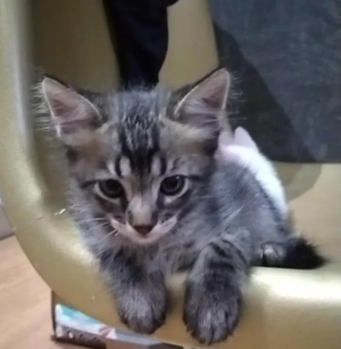 Gato ra a SRD-ViraLata idade 2 a 6 meses nome Nego 