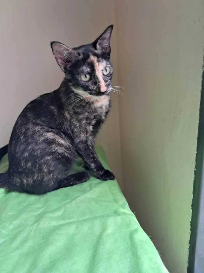Gato ra a SRD-ViraLata idade 2 a 6 meses nome Gigi