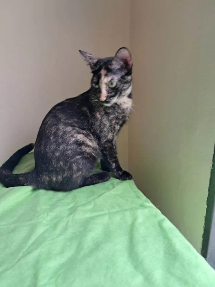 Gato ra a SRD-ViraLata idade 2 a 6 meses nome Gigi
