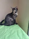 Gigi