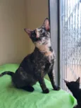 Gigi
