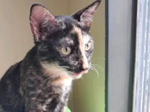 Gato raça SRD-ViraLata idade 2 a 6 meses nome Gigi
