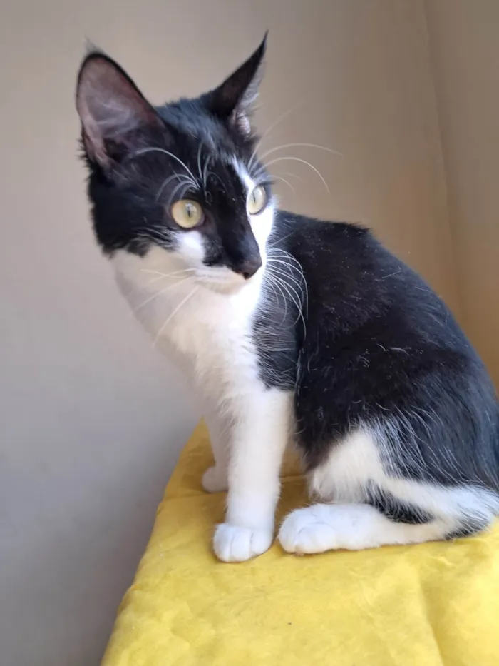 Gato ra a SRD-ViraLata idade 2 a 6 meses nome Fiuk
