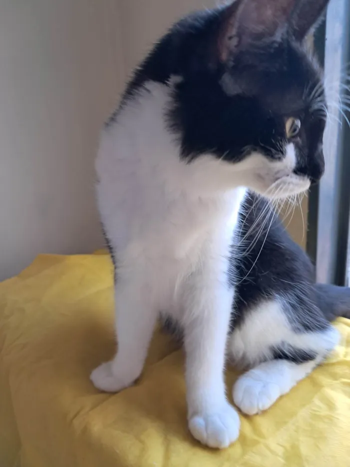 Gato ra a SRD-ViraLata idade 2 a 6 meses nome Fiuk