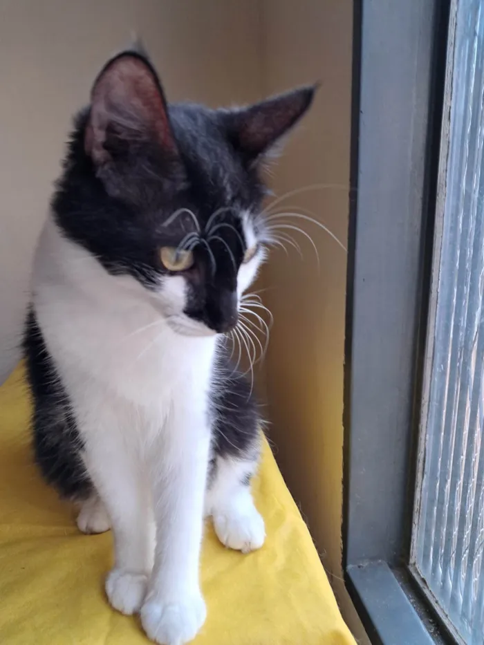 Gato ra a SRD-ViraLata idade 2 a 6 meses nome Fiuk