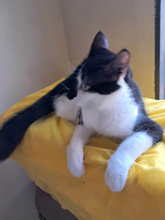 Gato ra a SRD-ViraLata idade 2 a 6 meses nome Fiuk
