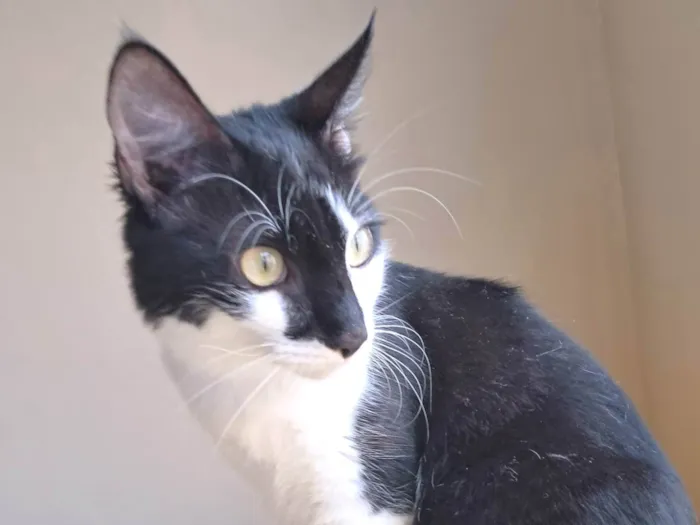 Gato ra a SRD-ViraLata idade 2 a 6 meses nome Fiuk