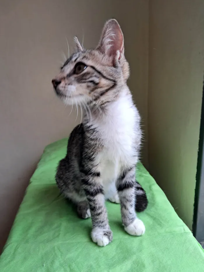 Gato ra a SRD-ViraLata idade 2 a 6 meses nome Michael 