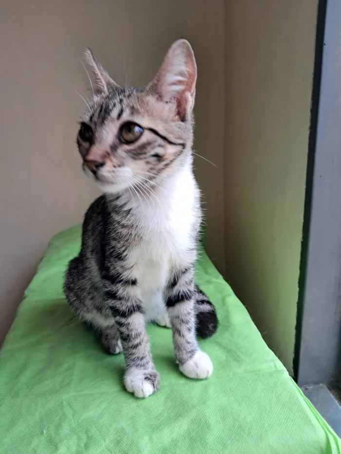 Gato ra a SRD-ViraLata idade 2 a 6 meses nome Michael 