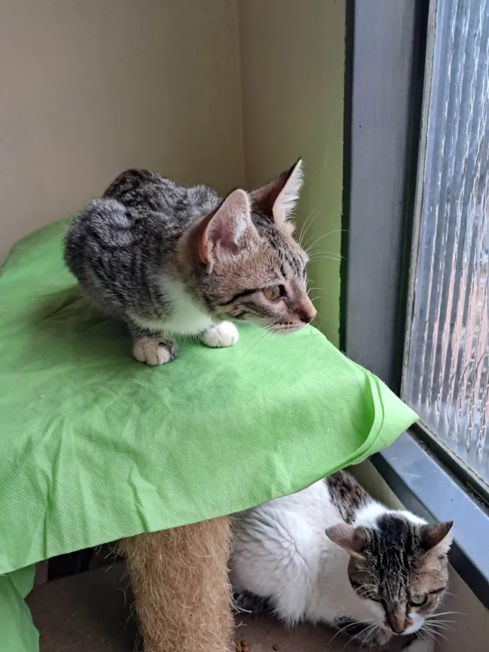 Gato ra a SRD-ViraLata idade 2 a 6 meses nome Michael 