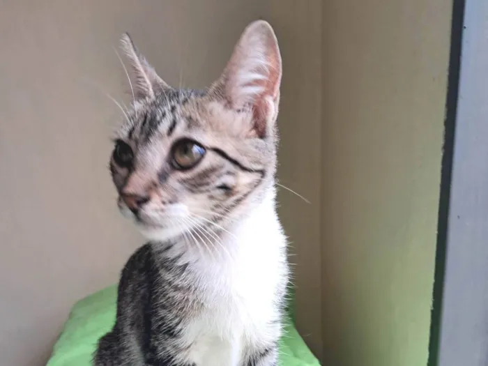 Gato ra a SRD-ViraLata idade 2 a 6 meses nome Michael 