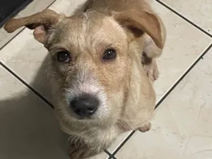 Cachorro raça SRD-ViraLata idade 2 anos nome Zeus 