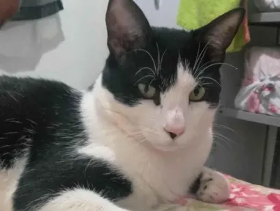 Gato raça SRD-ViraLata idade 3 anos nome Lair de Paula