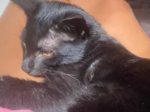 Gato raça SRD-ViraLata idade 2 a 6 meses nome luci