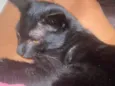 luci