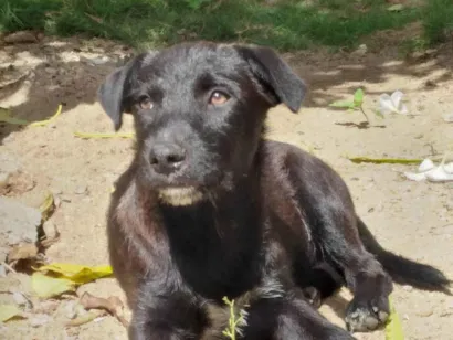 Cachorro raça SRD-ViraLata idade 2 a 6 meses nome Pretinhos