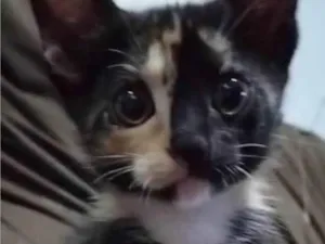 Gato raça SRD-ViraLata idade 2 a 6 meses nome Eclipse lunar 