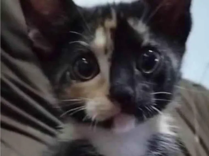 Gato ra a SRD-ViraLata idade 2 a 6 meses nome Eclipse lunar 