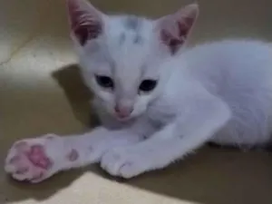 Gato raça SRD-ViraLata idade 2 a 6 meses nome Romeu 