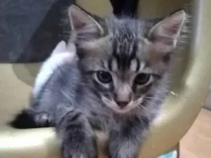 Gato raça SRD-ViraLata idade 2 a 6 meses nome Nego 