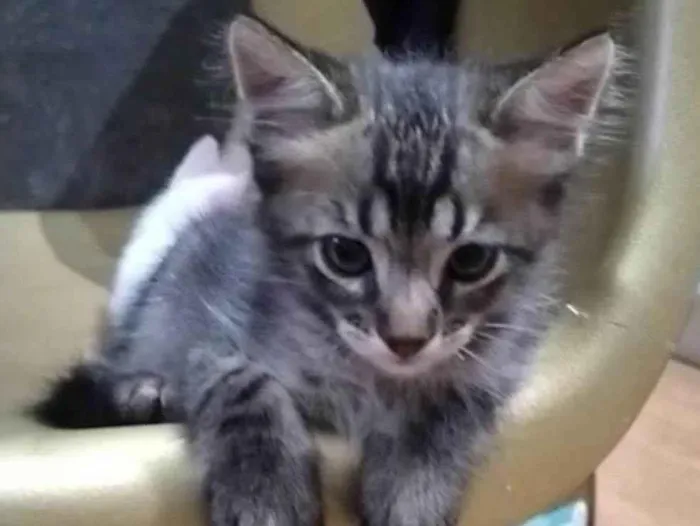 Gato ra a SRD-ViraLata idade 2 a 6 meses nome Nego 
