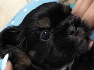 Cachorro raça Shitzu idade 2 a 6 meses nome Batman 