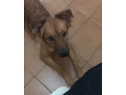 Cachorro raça SRD-ViraLata idade 7 a 11 meses nome Luna 