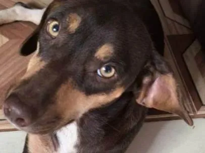 Cachorro ra a SRD-ViraLata idade 7 a 11 meses nome Princesa 