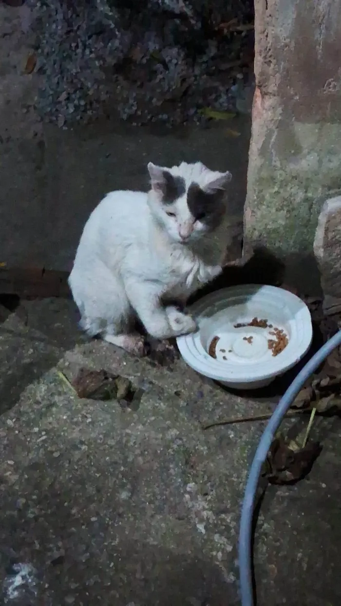 Gato raça SRD-ViraLata idade 1 ano nome Gato