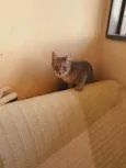 Milu