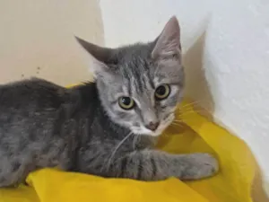 Gato raça SRD-ViraLata idade 2 a 6 meses nome Milu
