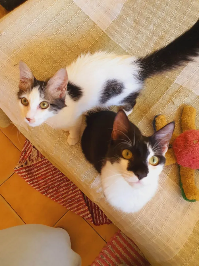 Gato ra a SRD-ViraLata idade 2 a 6 meses nome Fiuk
