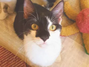 Gato raça SRD-ViraLata idade 2 a 6 meses nome Fiuk