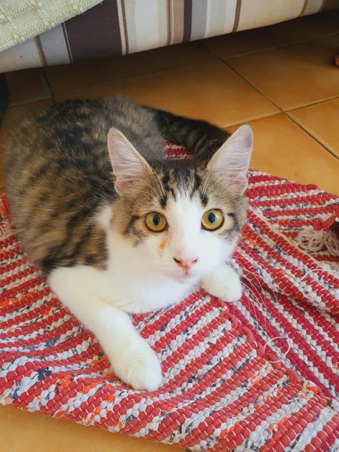 Gato ra a SRD-ViraLata idade 2 a 6 meses nome Fábio 
