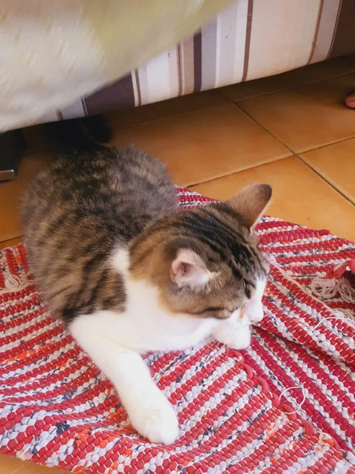 Gato ra a SRD-ViraLata idade 2 a 6 meses nome Fábio 