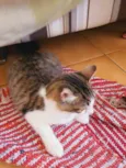 Fábio