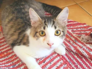 Gato raça SRD-ViraLata idade 2 a 6 meses nome Fábio 