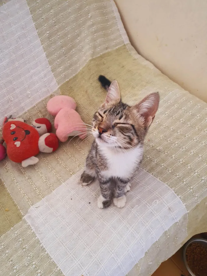 Gato ra a SRD-ViraLata idade 2 a 6 meses nome Michael 