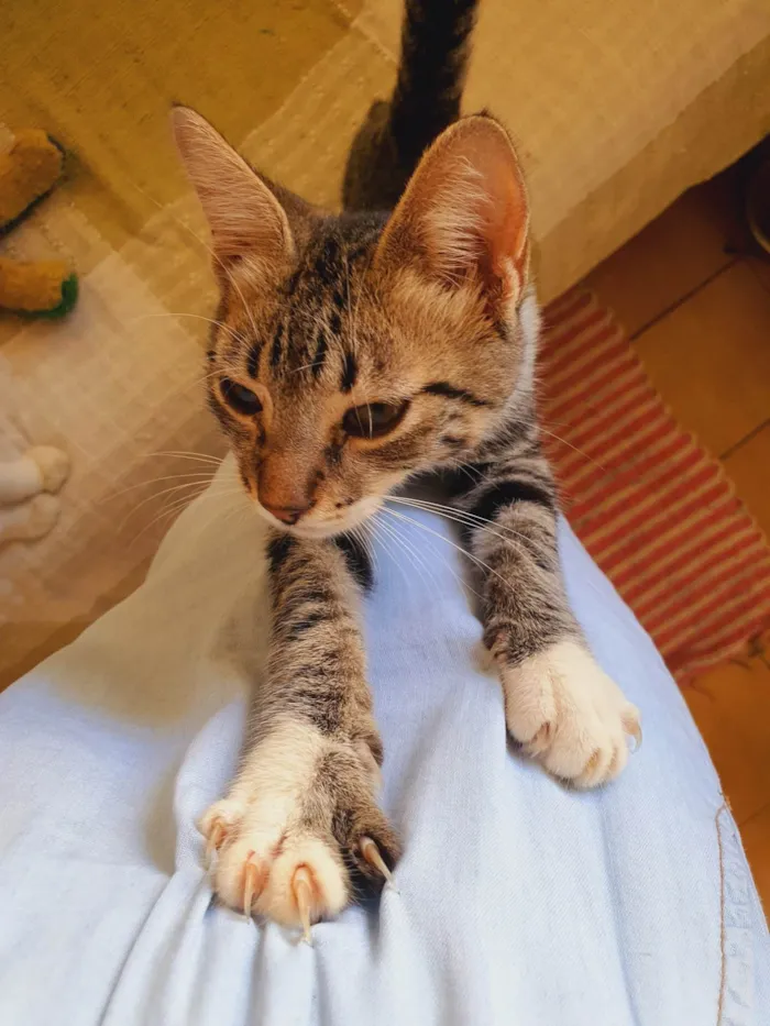 Gato ra a SRD-ViraLata idade 2 a 6 meses nome Michael 