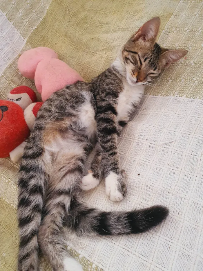 Gato ra a SRD-ViraLata idade 2 a 6 meses nome Michael 